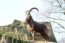 zoo-wuppertal-steinboecke-005