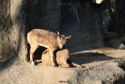 zoo-wuppertal-steinboecke-007