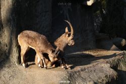 zoo-wuppertal-steinboecke-008