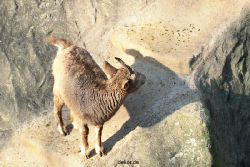 zoo-wuppertal-steinboecke-009