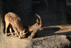 zoo-wuppertal-steinboecke-010