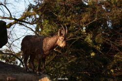 zoo-wuppertal-steinboecke-011