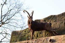 zoo-wuppertal-steinboecke-012