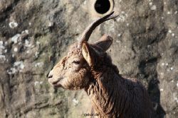 zoo-wuppertal-steinboecke-013