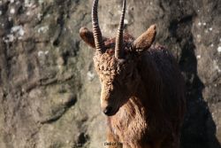 zoo-wuppertal-steinboecke-014