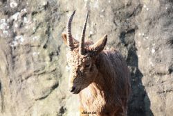 zoo-wuppertal-steinboecke-015