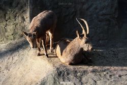 zoo-wuppertal-steinboecke-016