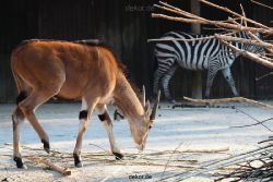 zoo-wuppertal-steinboecke-017