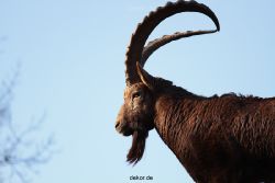 zoo-wuppertal-steinboecke-020