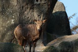 zoo-wuppertal-steinboecke-023