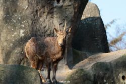 zoo-wuppertal-steinboecke-024