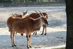 zoo-wuppertal-steinboecke-027