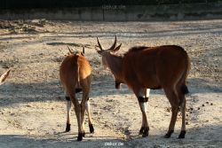 zoo-wuppertal-steinboecke-031
