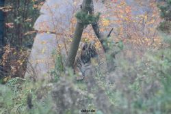 zoo-wuppertal-tschuna-daseep-01-002