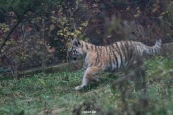 zoo-wuppertal-tschuna-daseep-01-003
