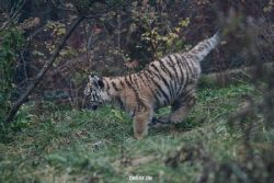zoo-wuppertal-tschuna-daseep-01-004