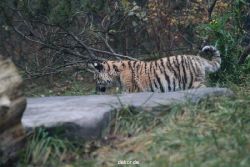 zoo-wuppertal-tschuna-daseep-01-005