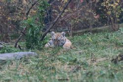 zoo-wuppertal-tschuna-daseep-01-006