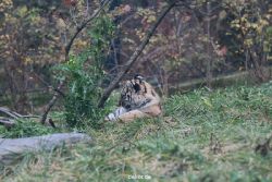 zoo-wuppertal-tschuna-daseep-01-007