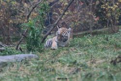 zoo-wuppertal-tschuna-daseep-01-008