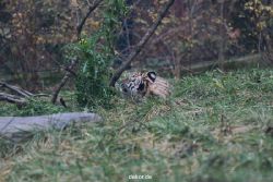 zoo-wuppertal-tschuna-daseep-01-010
