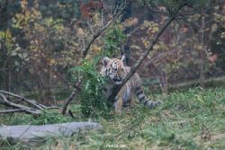 zoo-wuppertal-tschuna-daseep-01-011