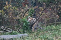 zoo-wuppertal-tschuna-daseep-01-012