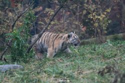 zoo-wuppertal-tschuna-daseep-01-013