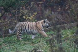 zoo-wuppertal-tschuna-daseep-01-014