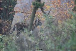 zoo-wuppertal-tschuna-daseep-01-015