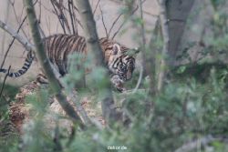zoo-wuppertal-tschuna-daseep-01-016