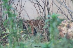 zoo-wuppertal-tschuna-daseep-01-017