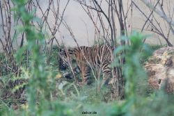 zoo-wuppertal-tschuna-daseep-01-018