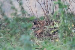 zoo-wuppertal-tschuna-daseep-01-019