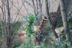 zoo-wuppertal-tschuna-daseep-01-020