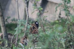 zoo-wuppertal-tschuna-daseep-01-021