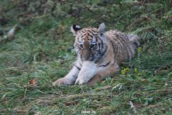 zoo-wuppertal-tschuna-daseep-01-022