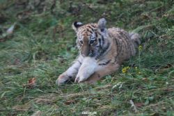 zoo-wuppertal-tschuna-daseep-01-023