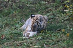 zoo-wuppertal-tschuna-daseep-01-024