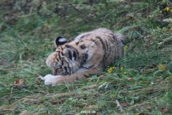zoo-wuppertal-tschuna-daseep-01-025