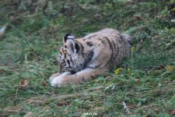 zoo-wuppertal-tschuna-daseep-01-026