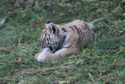 zoo-wuppertal-tschuna-daseep-01-027
