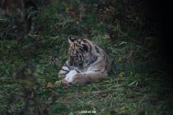 zoo-wuppertal-tschuna-daseep-01-028