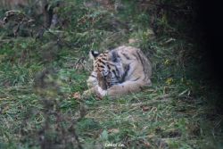 zoo-wuppertal-tschuna-daseep-01-029