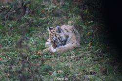 zoo-wuppertal-tschuna-daseep-01-030