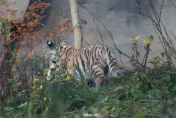 zoo-wuppertal-tschuna-daseep-01-031