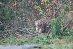 zoo-wuppertal-tschuna-daseep-01-032