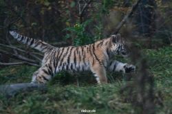 zoo-wuppertal-tschuna-daseep-01-033