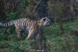 zoo-wuppertal-tschuna-daseep-01-034