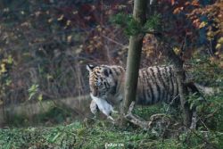 zoo-wuppertal-tschuna-daseep-01-035